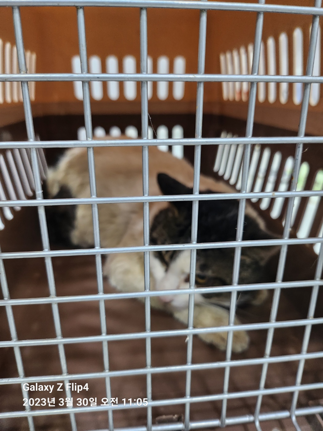 울산유기동물보호센터_431371202300121